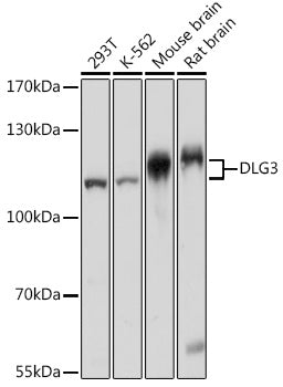 DLG3 Rabbit pAb
