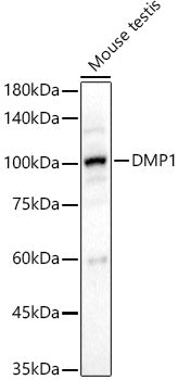 DMP1 Rabbit pAb