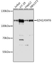 EZH2/KMT6 Rabbit pAb
