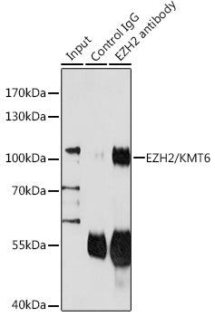 EZH2/KMT6 Rabbit pAb