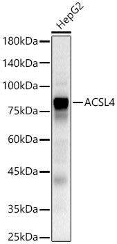 ACSL4 Rabbit pAb