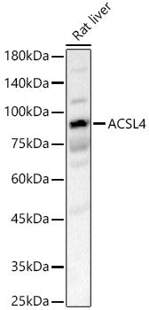 ACSL4 Rabbit pAb