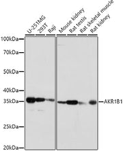 AKR1B1 Rabbit pAb