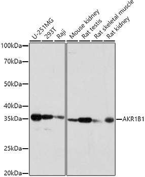 AKR1B1 Rabbit pAb