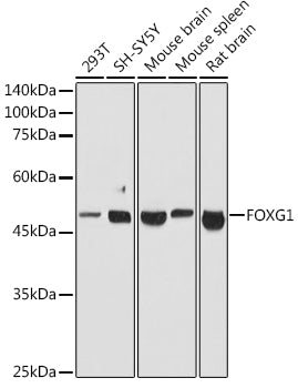 FOXG1 Rabbit pAb