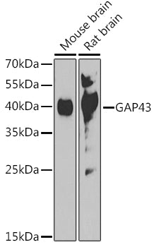 GAP43 Rabbit pAb