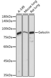 Gelsolin Rabbit pAb