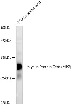 Myelin Protein Zero (MPZ) Rabbit pAb