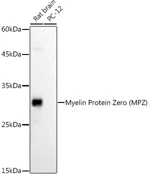 Myelin Protein Zero (MPZ) Rabbit pAb