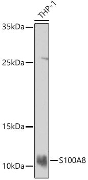 S100A8 Rabbit pAb