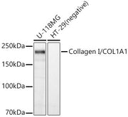 Collagen I/COL1A1 Rabbit pAb