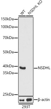 [KO Validated] NSDHL Rabbit pAb