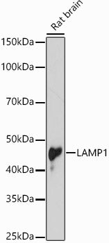 [KD Validated] LAMP1 Rabbit pAb