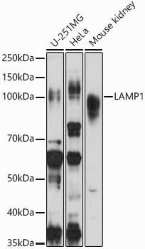 [KD Validated] LAMP1 Rabbit pAb