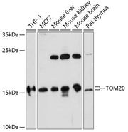TOM20 Rabbit pAb