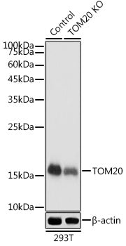 TOM20 Rabbit pAb