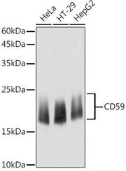 CD59 Rabbit pAb
