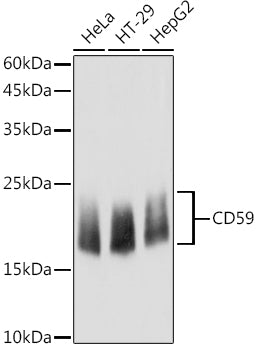 CD59 Rabbit pAb