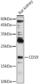 CD59 Rabbit pAb