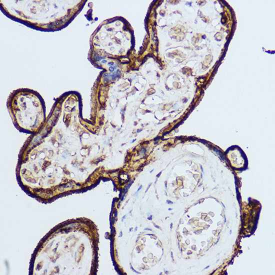 CD59 Rabbit pAb