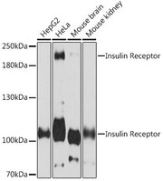 Insulin Receptor Rabbit pAb