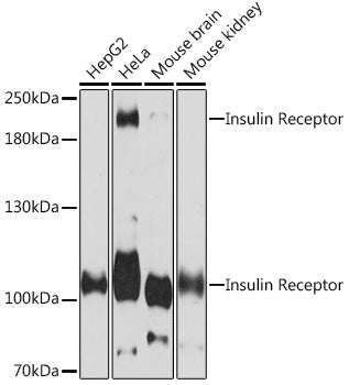 Insulin Receptor Rabbit pAb