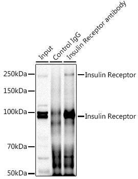 Insulin Receptor Rabbit pAb