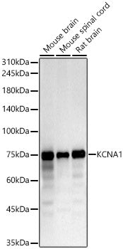 KCNA1 Rabbit pAb