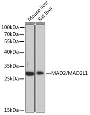 MAD2/MAD2L1 Rabbit pAb