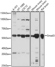 Smad3 Rabbit pAb