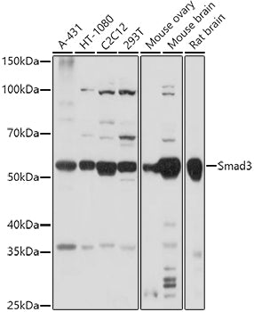 Smad3 Rabbit pAb