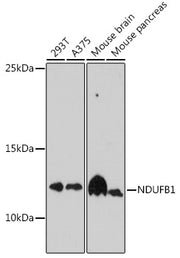 NDUFB1 Rabbit pAb