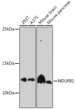 NDUFB1 Rabbit pAb