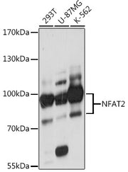 NFAT2 Rabbit pAb