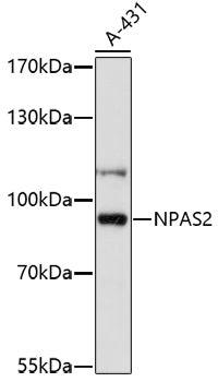 NPAS2 Rabbit pAb