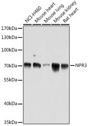 NPR3 Rabbit pAb