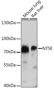 CD73/NT5E Rabbit pAb