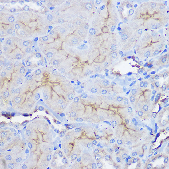 CD73/NT5E Rabbit pAb