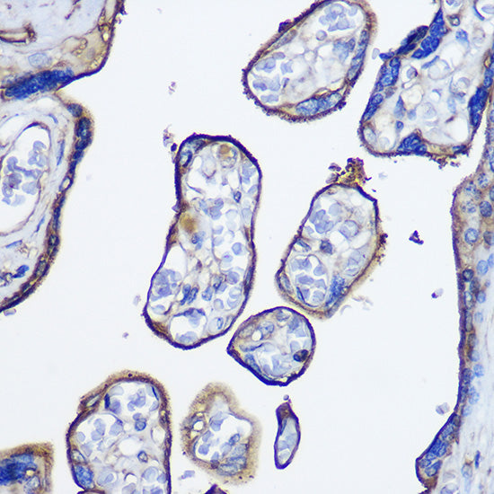 CD73/NT5E Rabbit pAb