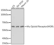 Mu Opioid Receptor(MOR) Rabbit pAb