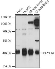 PCYT1A Rabbit pAb