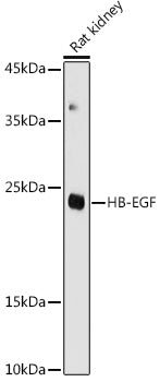 HB-EGF Rabbit pAb