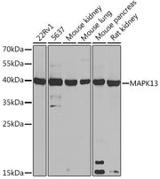 MAPK13 Rabbit pAb