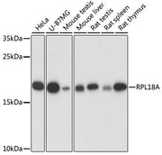RPL18A Rabbit pAb