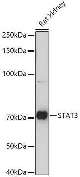 STAT3 Rabbit pAb
