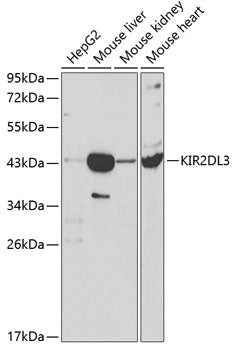 KIR2DL3 Rabbit pAb