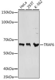 TRAF6 Rabbit pAb
