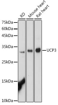 UCP3 Rabbit pAb