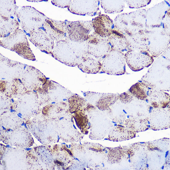 UCP3 Rabbit pAb