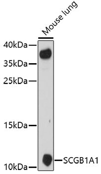 SCGB1A1 Rabbit pAb